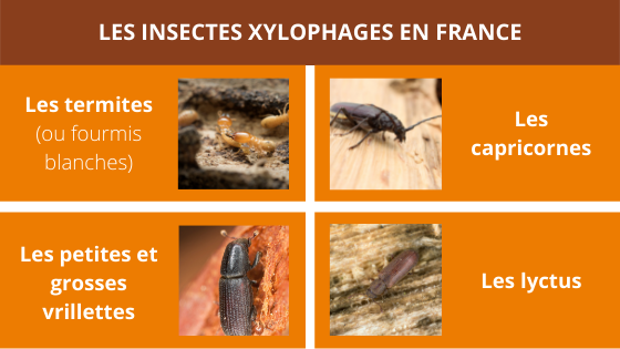 Traitement du bois : se débarrasser des insectes xylophages