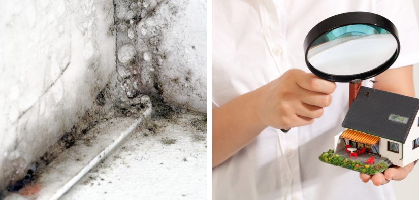 moisissures et humidite dans un angle de mur et personne qui inspecte une maison